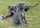 Un joli petit chiot Cane Corso